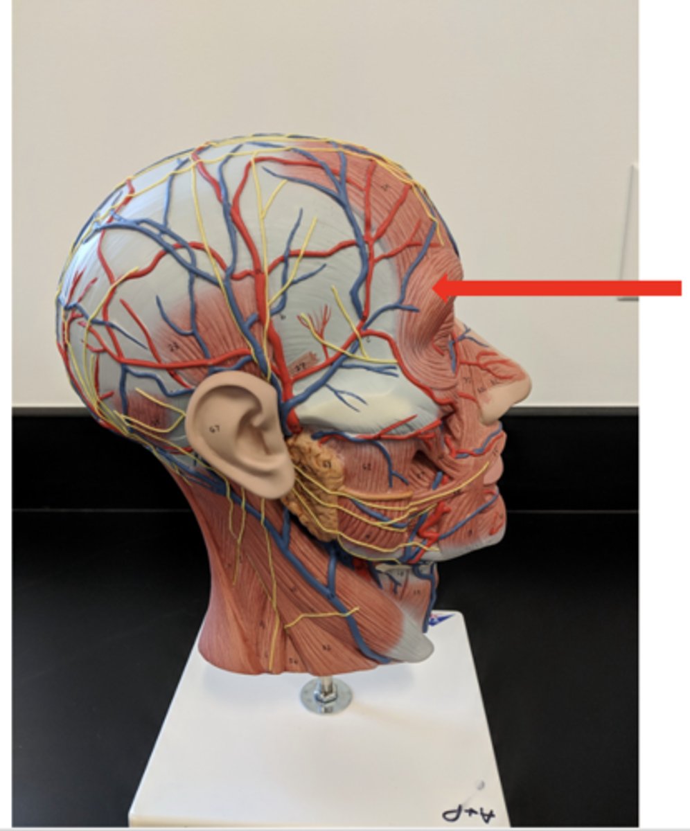 <p>what is this?</p>