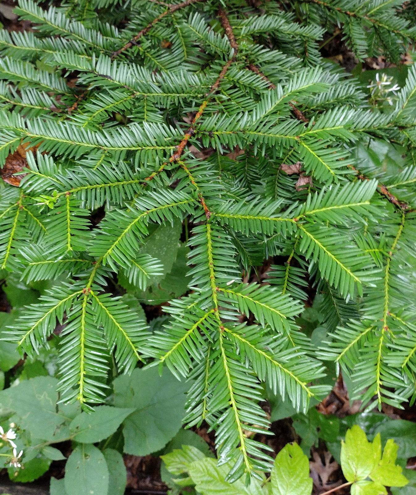 <ul><li><p>very shade tol, understory, moist / cool areas</p></li><li><p>low lying mat / shrub</p></li><li><p>needles: gloosy, grn, stomata bands</p></li><li><p>buds: light grn, small</p></li><li><p>repro: round modified cone</p></li></ul>