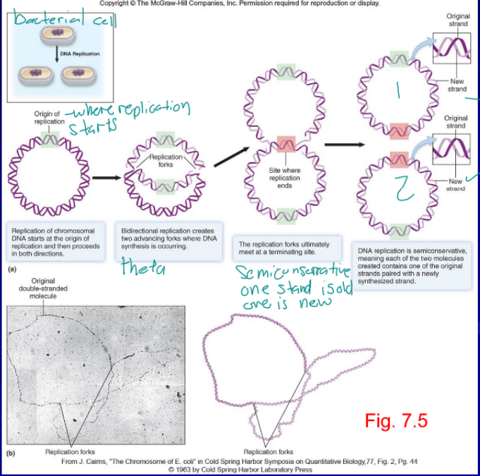 <p>only happens when the cell is ready to divide, passing encoded information to the next generation, each replication fork had a leading and lagging strand(discontinuously synthesized as Okazaki fragments), from 5’ to 3’</p>