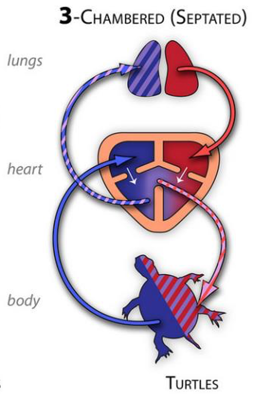 <ul><li><p>3 chambered heart</p></li><li><p>2 atria and 2 ventricles</p></li><li><p>incomplete separation of ventricles(Septated</p></li></ul>