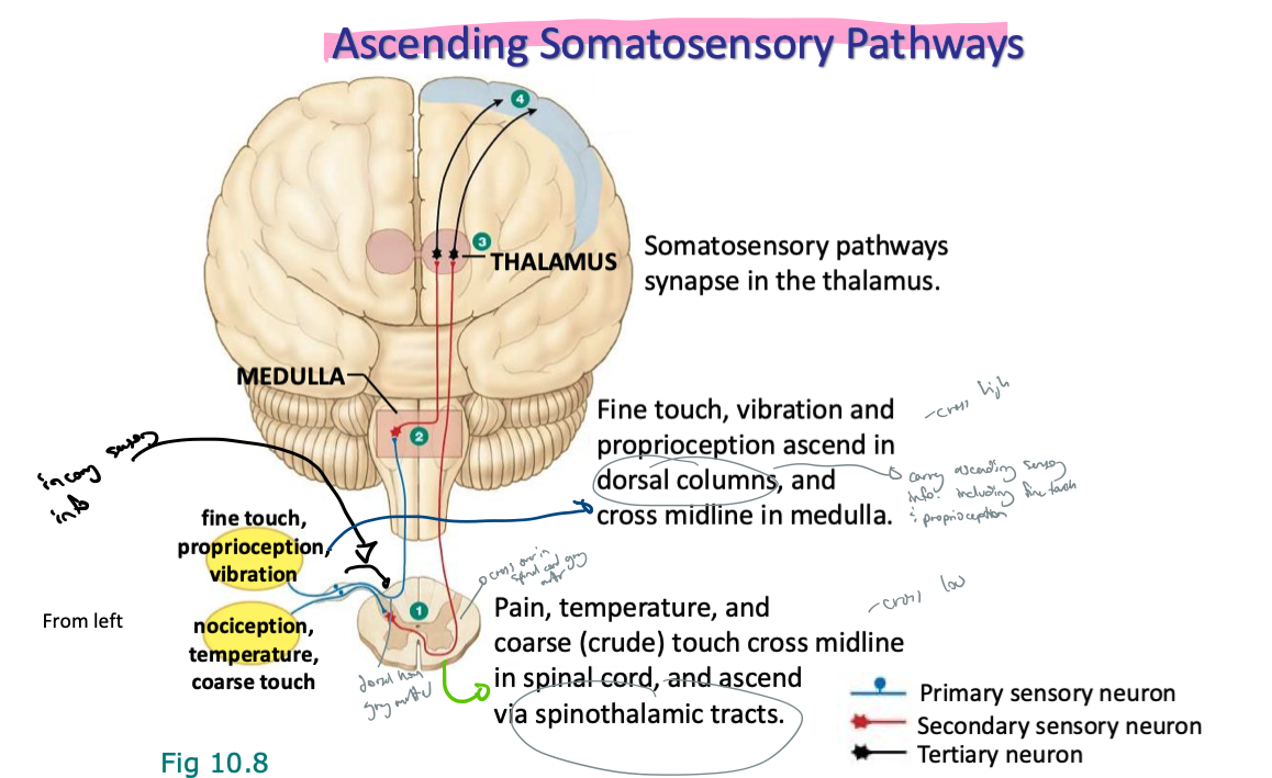 <p>note: </p><ul><li><p>fine touch, proprioception, vibration…</p><ul><li><p>synapse onto dorsal collumns, ascend in <strong>dorsal columns</strong></p></li><li><p>synapse in medulla, cross high (cross midline in medulla)</p></li></ul><p></p></li><li><p>nociception, temp, coarse touch </p><ul><li><p>cross midline in spinal cord, synapse onto spinothalamic tracts there (cross low)</p></li><li><p>ascend via <strong>spinothalamic tracts</strong></p></li></ul></li></ul><p>both somatosensory pathways synapse in thalamus (both are 3 neuron pathways)</p>