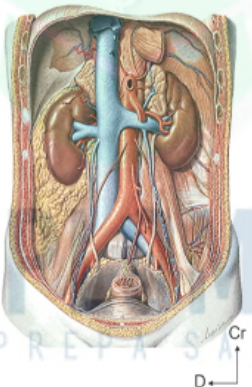 <ul><li><p>organes pairs</p></li><li><p>dans la région lombaire (post de l&apos;abdomen sous le rebord costal) en ARRIERE du péritoine, de part et d&apos;autre de l&apos;aorte abdominale et de la VCI</p></li><li><p>grand axe = oblique en bas et en dehors !!!</p></li></ul>