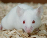 <p>MICE (Mus musculus)</p><p>Strain</p><p>Colour</p><p>Characteristics</p>