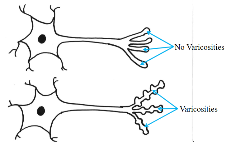 <ul><li><p>Postganglionic fibers in the SNS/PSNS branch in target tissue, forming multiple swellings along the axon.</p></li><li><p>These swellings contain neurotransmitter vesicles and release neurotransmitters along the axon’s length when stimulated.</p></li><li><p>This allows the signal to affect a large area of the effector tissue and influence many cells at once.</p></li></ul><p></p>