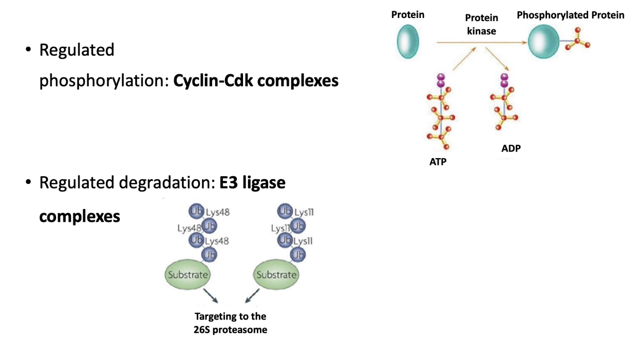 <ul><li><p><strong>Cyclin-dependent kinases (CDKs):</strong></p><ul><li><p>Heterodimers (CDK + cyclin)</p></li><li><p>Phosphorylate target proteins → trigger cell cycle events</p></li></ul></li><li><p><strong>E3 ubiquitin ligases:</strong></p><ul><li><p>Target proteins for degradation via proteasome</p></li><li><p>Remove cyclins or inhibitors at key checkpoints</p></li></ul></li></ul><p></p>