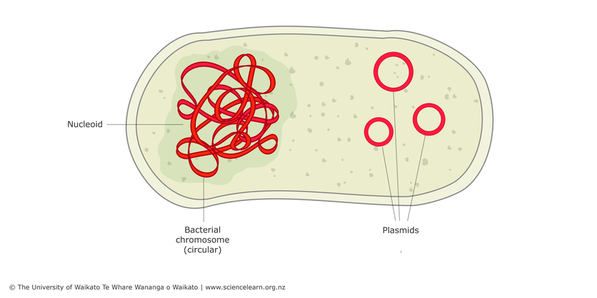 <p>a self replicating extrachromosomal piece of DNA and can code for traits (antibiotic resistance) that give bacteria advantages</p>