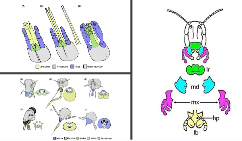 <p>Chewing mouth part is the most archaic and every other one evolved from chewing mouth part</p>