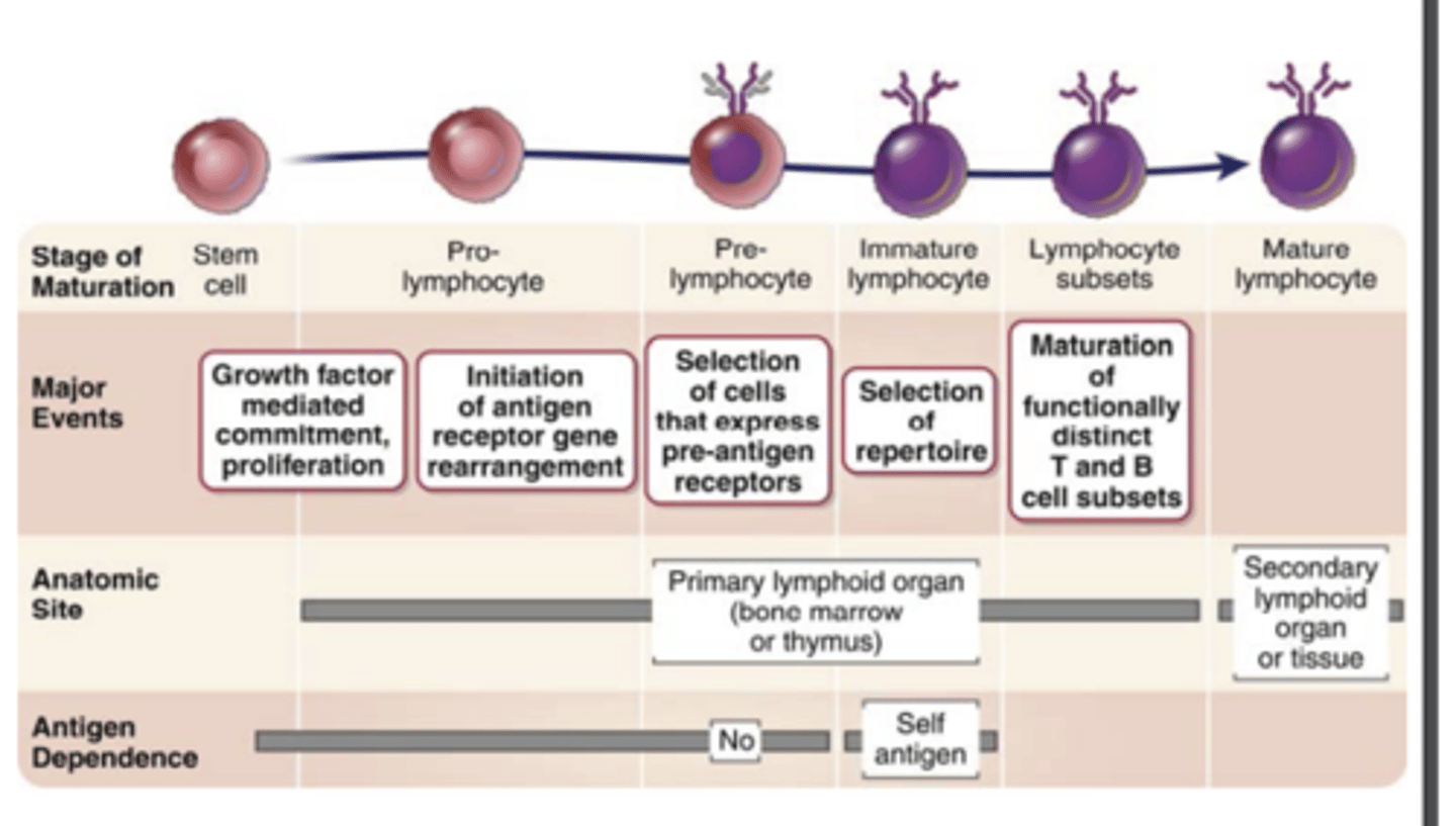 <p><strong><span class="bgB">Selection events</span></strong> that preserve cells that have <strong>produced functional antigen receptor proteins</strong> and <strong>eliminate potentially dangerous cells that strongly recognize self antigens</strong></p>