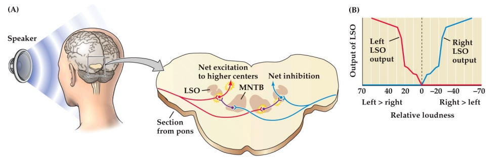 <p>By inter-aural time differences</p><ul><li><p><span>Detects and exaggerates sound loudness to judge where it is from</span></p></li><li><p><span>Gets exaggerated through an inhibitory pathway where the other side then gets inhibited</span></p></li></ul><p></p>