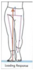 <p>GRF: lateral to heel</p><p>EM: Subtalar eversion/pronation</p><p>IM: Tib Ant + Tib Post, <strong>ECCENTRIC</strong></p>