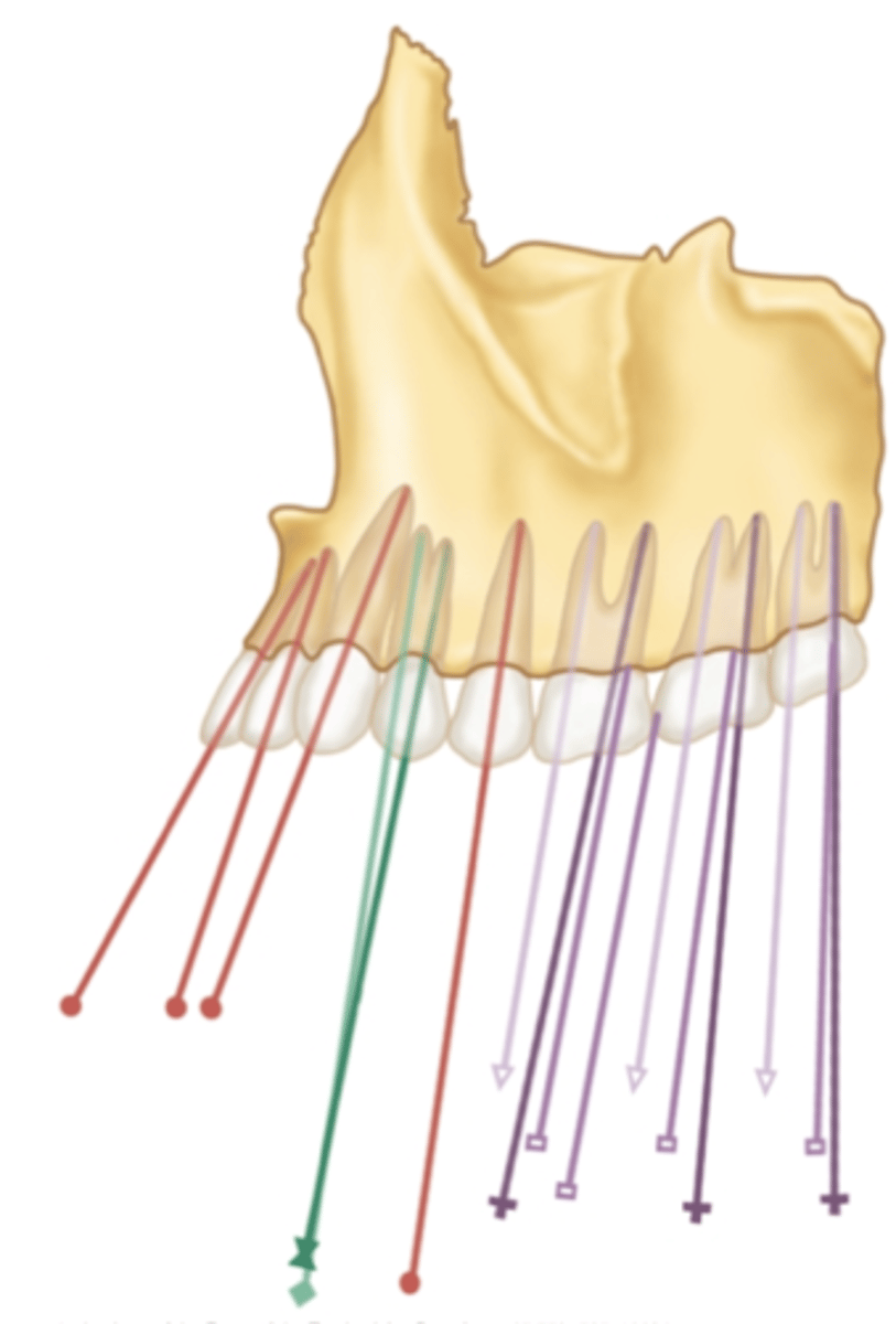 <p>which maxillary teeth have the greatest mesial inclination?</p>