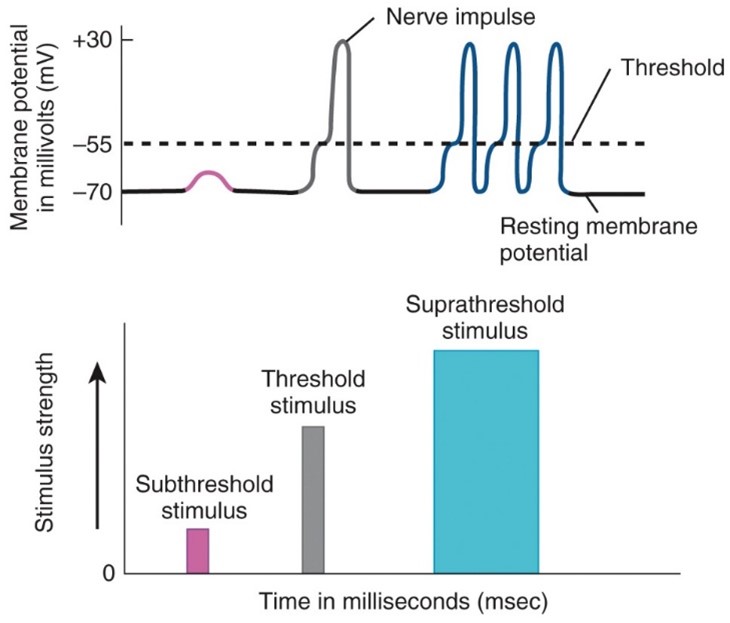 <ul><li><p>Excitation</p></li><li><p>The negative membrane potential becomes less negative, reaches zero, and then become positive.</p></li></ul>