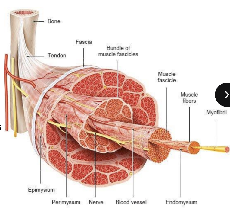<p><strong>Muscle structure Components and what they are</strong></p>