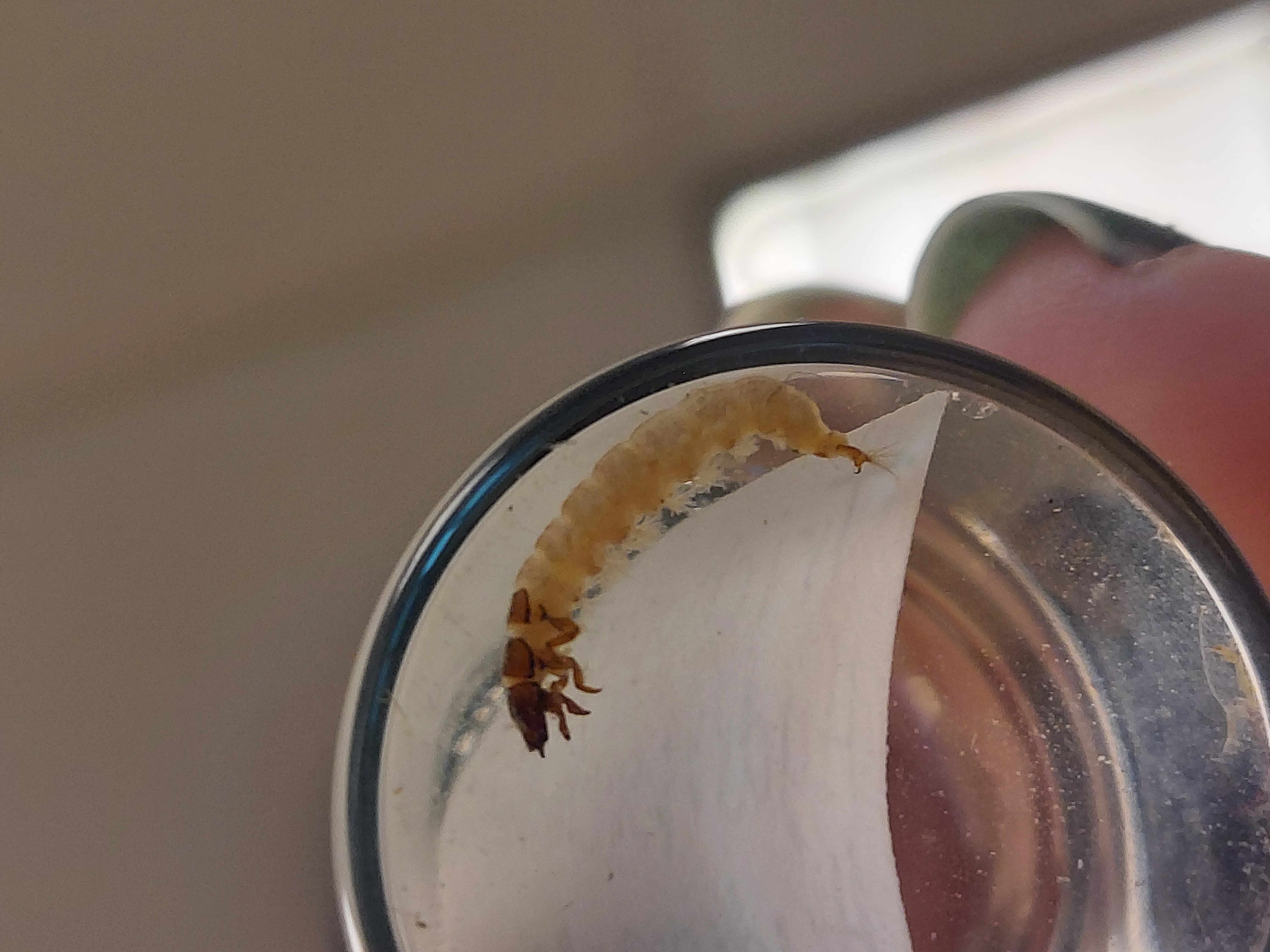 <p>6 jointed legs</p><p>Sometimes with portable case</p><p>Very short antennae</p><p>Distinctive hooks on abdomen</p><p>Caterpillar-like</p><p>NO wings or wing pads</p><p>NO abdomen prolegs</p><p>NO abdomen lateral filaments</p>