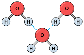 <ul><li><p>The next weaker bond after ionic bonds.</p></li><li><p>There are hydrogen bonds that hold different water molecules together, which makes water so cohesive.</p></li></ul><p></p>