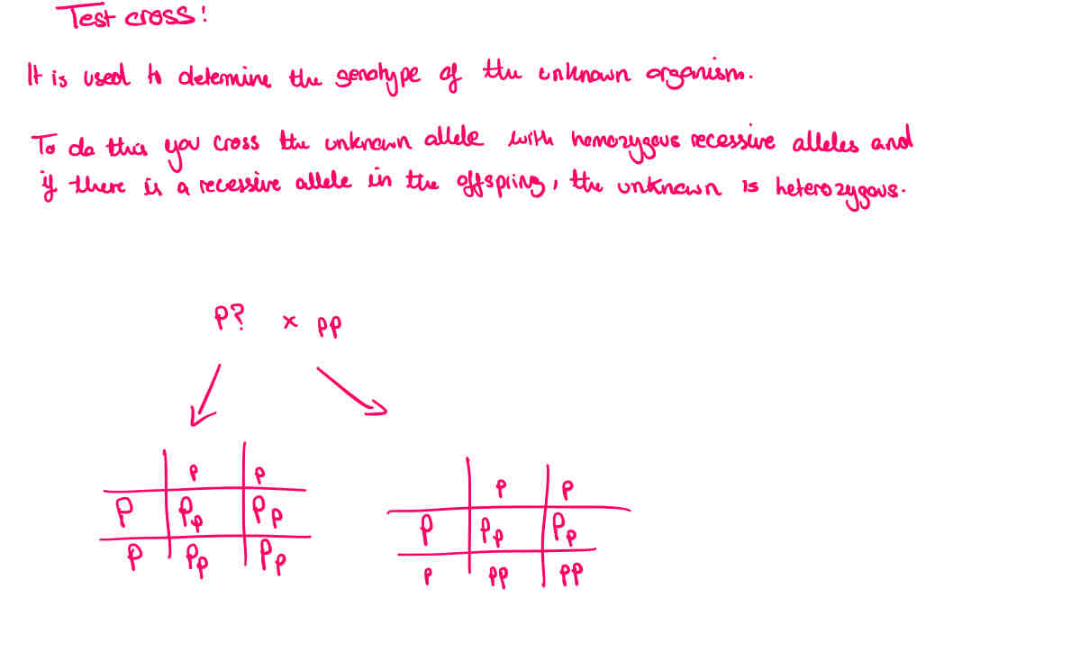 <p><span>You cross the unknown with homozygous recessive alleles and if there is a recessive allele is in the offspring, the unknown was heterozygous</span></p>