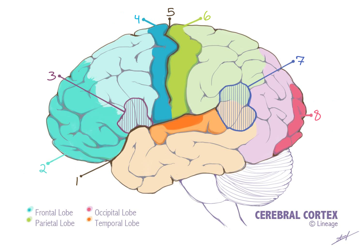 <p>Where is the primary visual cortex located?</p>