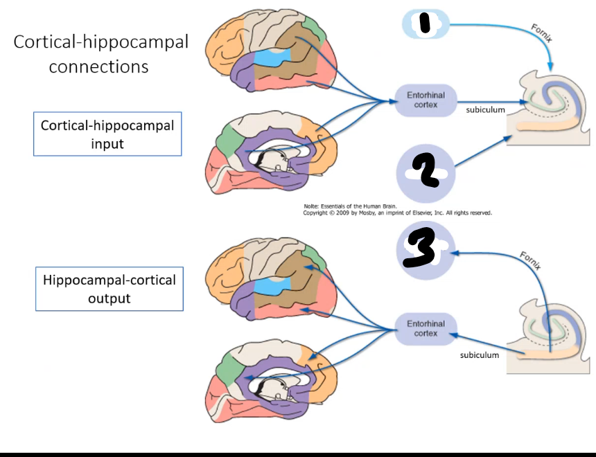 <p>1 is a relay station between hippocampus and hypothalmus involved in emotional memory, reward and motivation </p>