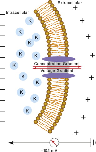 <p>voltage across a membrane , inside cell is - and outside is + .</p><p><mark data-color="blue">being inside is boring (-) , being outside is fun (+)</mark></p><ul><li><p>cations (+ ) diffuse into cell</p><ul><li><p><strong>Cats are pawsitive ,</strong></p></li></ul></li><li><p>anions (-) diffuse out of cell</p><ul><li><p><strong>anions are anti = negative charge</strong></p></li></ul></li></ul>