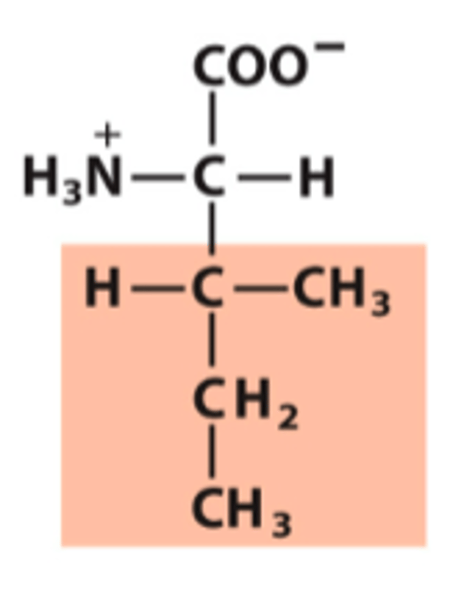 <p>What amino acid is this?</p>