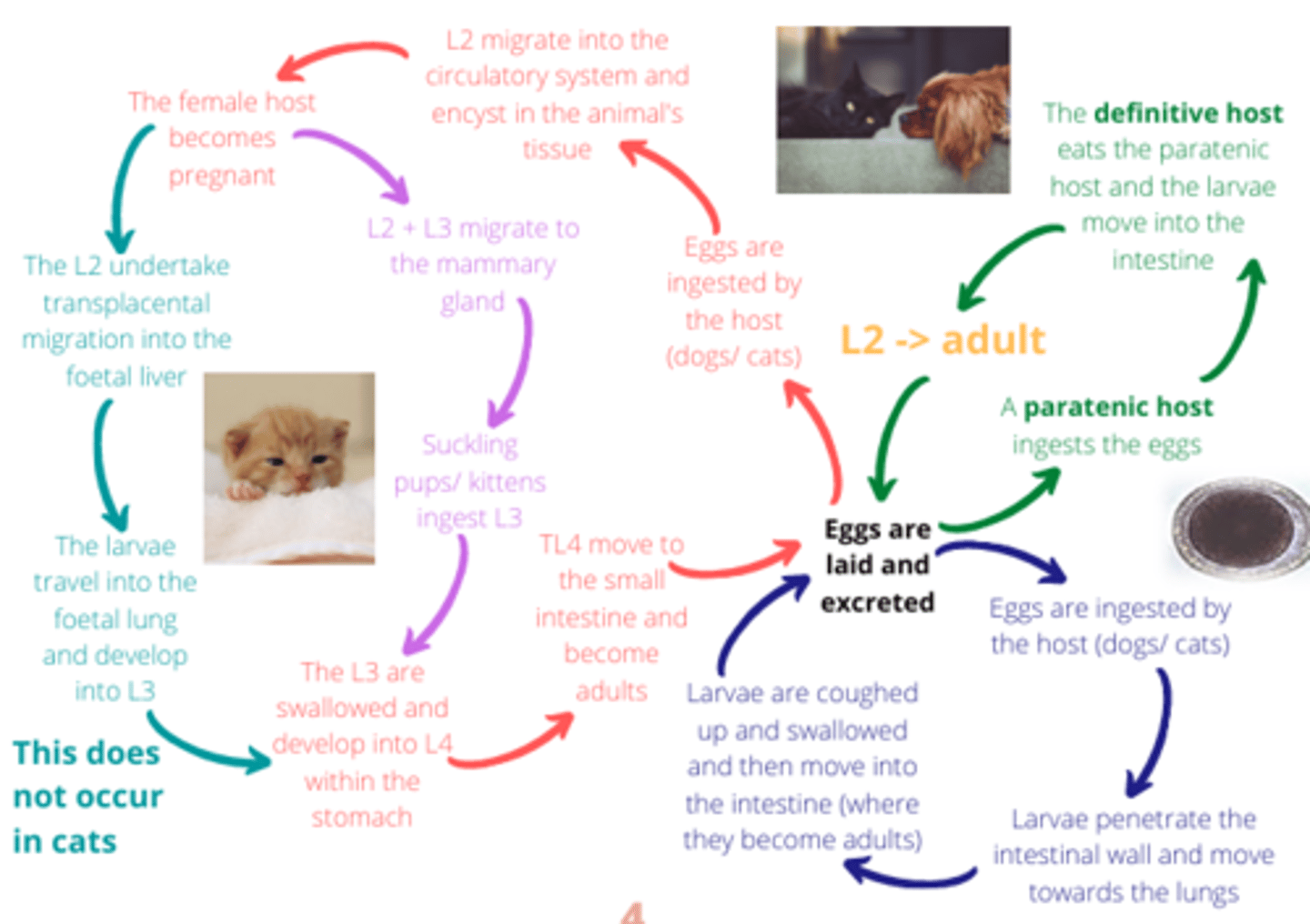 <p>l2 + l3 migrate to the mammary gland</p><p>suckling pips/ kittens ingest l3</p><p>which are swallowed and develop to l4 in the stomach</p>