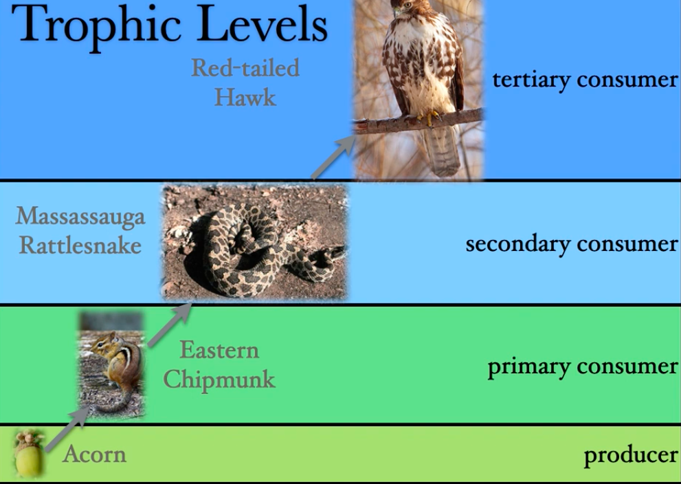 <ul><li><p><strong><span style="color: green">simplest</span></strong> way to show the feeding relationships in an ecosystem</p></li><li><p>arrows point in the <mark data-color="yellow">direction that nutrients flow</mark></p></li><li><p>The level at which an organism feeds is known as its <strong><span style="color: purple">trophic level.</span></strong></p></li></ul>