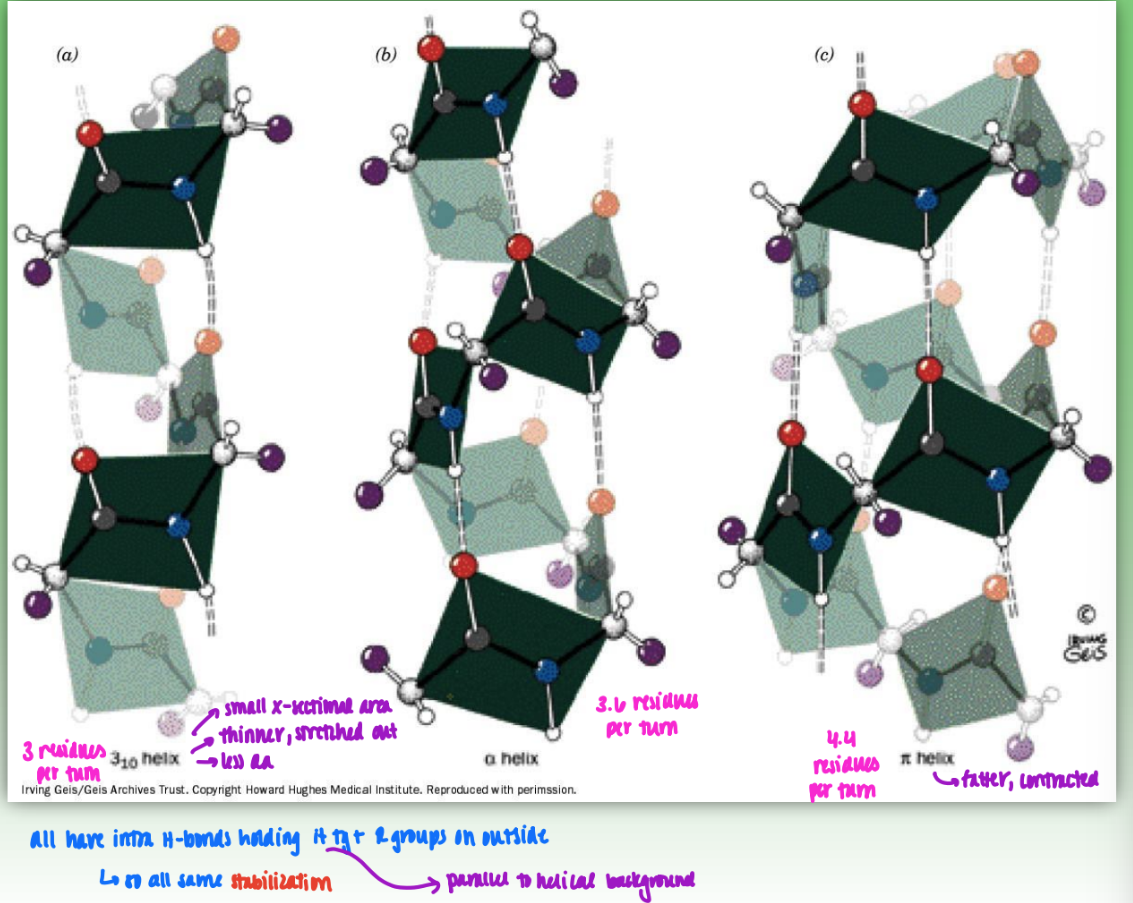 <ul><li><p>3<sub>10&nbsp;</sub>= 3 residues per turn</p><ul><li><p>small cross-sectional area</p></li><li><p>thinner, stretched out</p></li><li><p>less amino acids</p></li></ul></li><li><p>3.6<sub>13&nbsp;</sub>= 3.6 residues per turn</p></li><li><p>4.4<sub>16</sub>&nbsp;= fatter, contracted</p></li><li><p>all have intra H-bonds holding H tg &amp; R groups on outisde</p><ul><li><p>so all same stabilization</p></li></ul></li></ul><p></p>
