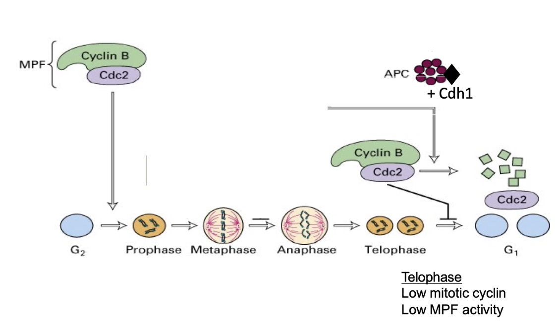 <p><strong>1. APC switches specificity:</strong></p><ul><li><p>After <strong>anaphase</strong>, APC changes its regulatory subunit from <strong>Cdc20 → Cdh1</strong>.</p></li></ul><p><strong>2. APC-Cdh1 targets Cyclin B:</strong></p><ul><li><p>During <strong>telophase</strong>, <strong>APC-Cdh1</strong> ubiquitinates <strong>Cyclin B</strong>, marking it for <strong>proteasomal degradation</strong>.</p></li></ul><p><strong>3. Inactivation of CDK:</strong></p><ul><li><p>Cyclin B degradation → <strong>inactivates CDK</strong> (M-phase kinase).</p></li><li><p>This allows the cell to <strong>exit mitosis</strong> and <strong>enter G1 phase</strong>.</p></li></ul><p><strong>4. APC deactivation in G1:</strong></p><ul><li><p>Without Cyclin B-CDK activity, <strong>phosphatases</strong> dephosphorylate APC → <strong>APC is inactivated</strong> in G1.</p></li></ul><p><strong>5. Cyclin B initiates its own end:</strong></p><ul><li><p>Interestingly, <strong>Cyclin B-CDK is required to activate APC</strong> at mitotic entry.</p></li><li><p>So, Cyclin B helps trigger the system that eventually leads to its <strong>own destruction</strong>.</p></li></ul><p></p>