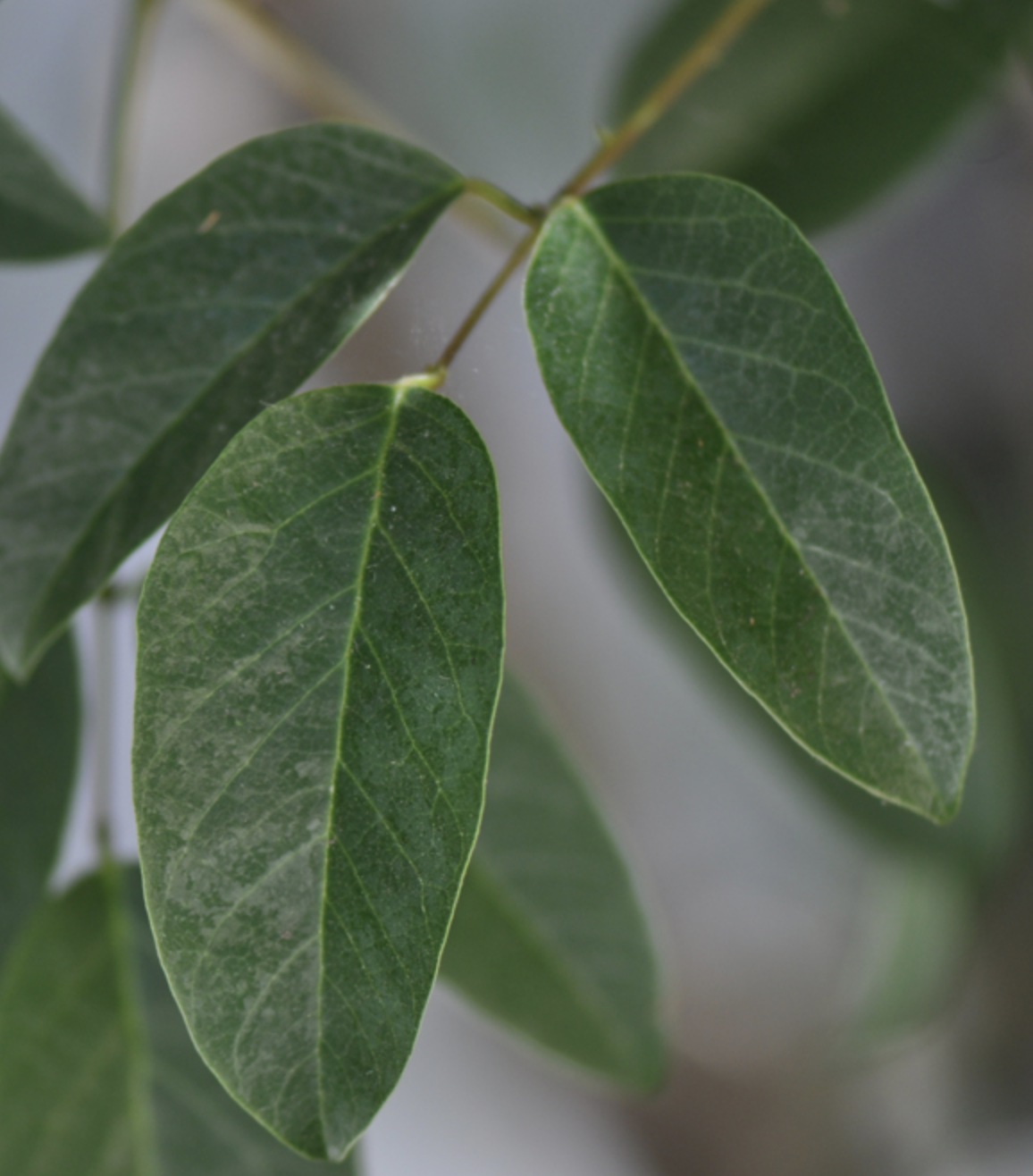 <p><em>Erythrina</em><span> sp. </span></p>