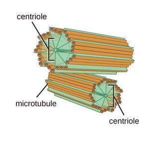 <p>organize spindle fibers during cell division <strong><mark data-color="#e992cf" style="background-color: #e992cf; color: inherit">(IN ANIMAL CELLS ONLY)</mark></strong></p>