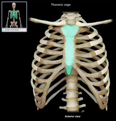 a partially T-shaped vertical bone that forms the anterior portion of the chest wall centrally. The ... is divided anatomically into three segments: manubrium, body, and xiphoid process. The ... connects the ribs via the costal cartilage forming the anterior rib cage