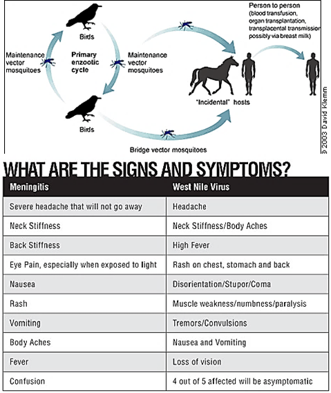 <ul><li><p><strong>Asymptomatic</strong>: ~80% have no symptoms.</p></li><li><p><strong>Acute (West Nile fever)</strong>: ~20% develop fever, headache, tiredness, body aches, occasional rash.</p></li><li><p><strong>Severe (encephalitis or meningitis)</strong>: ~1% develop severe illness, especially in the <strong>elderly</strong>.</p></li></ul><p></p>