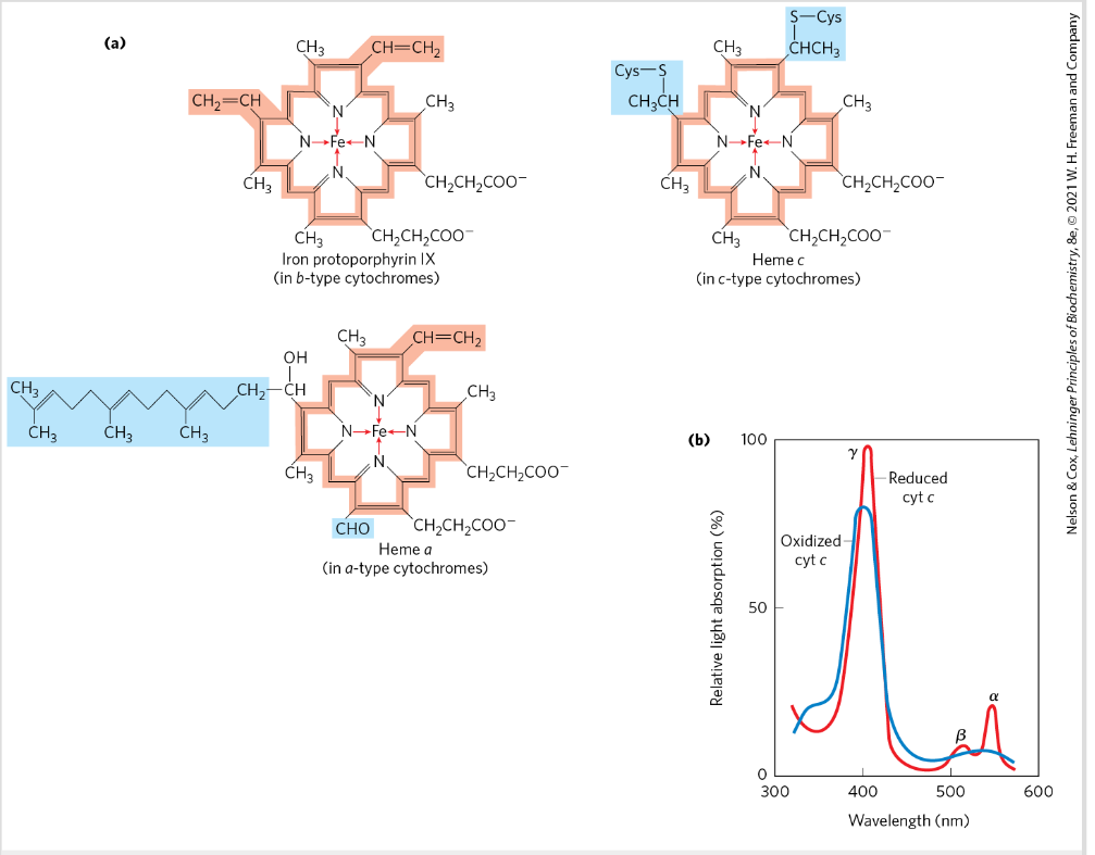 <p>=proteins with characteristic strong absorption of visible light- heme groups</p><p>three classes: a, b and c → different light absorption spectra</p>
