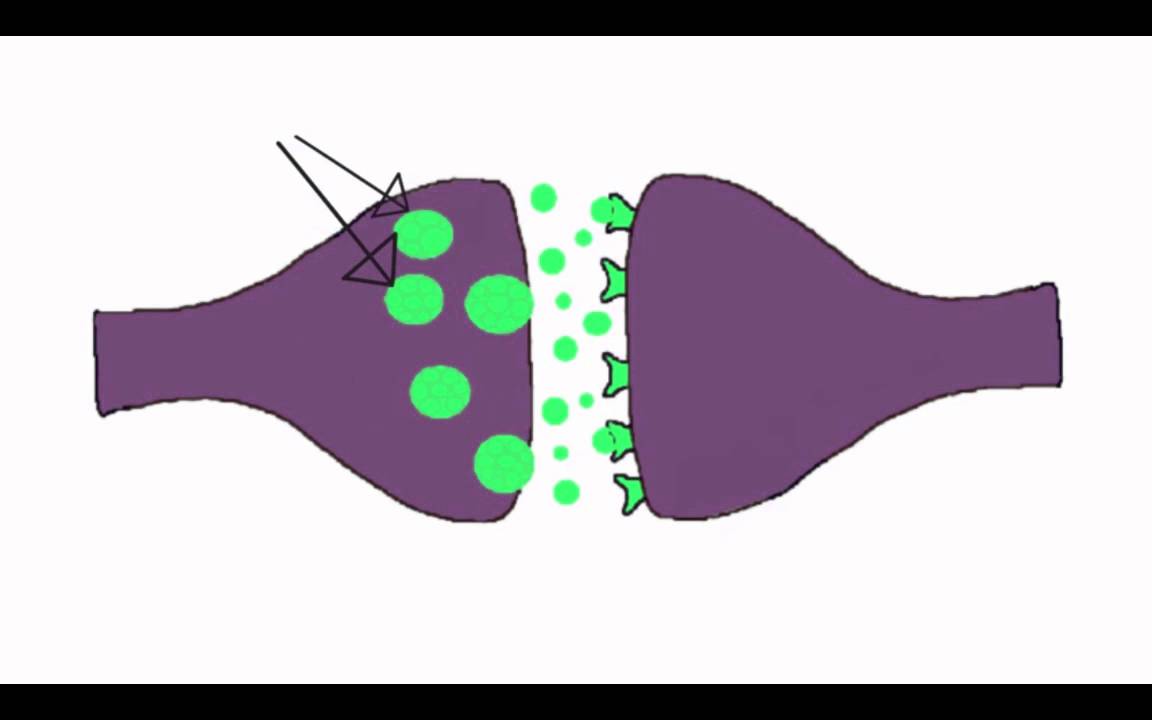 <p>What part of the neuron is the green? </p>