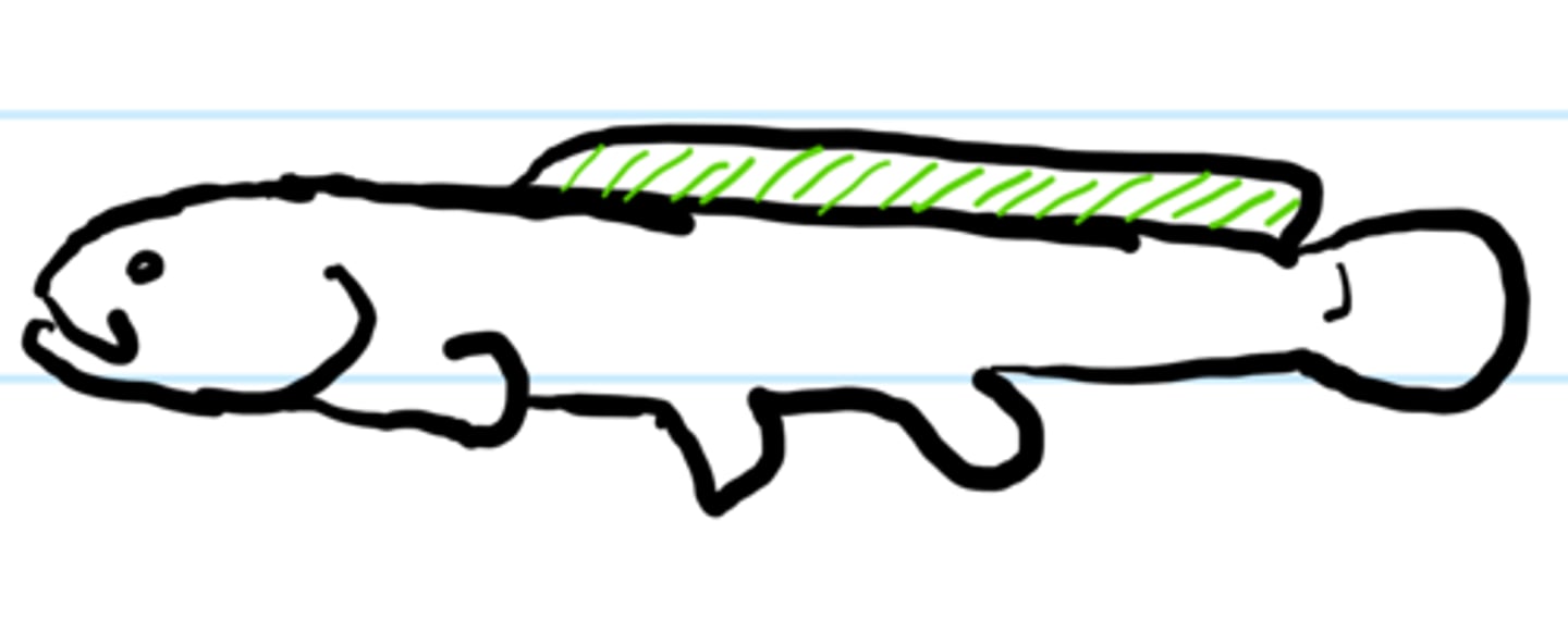 <p>undulation along dorsal fins</p>