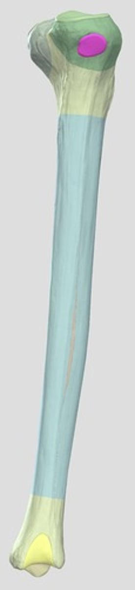 <p>facies articularis fibularis</p>