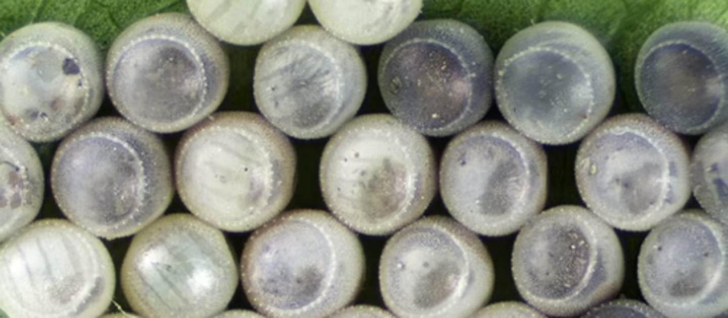 <p>butterfly eggs</p>
