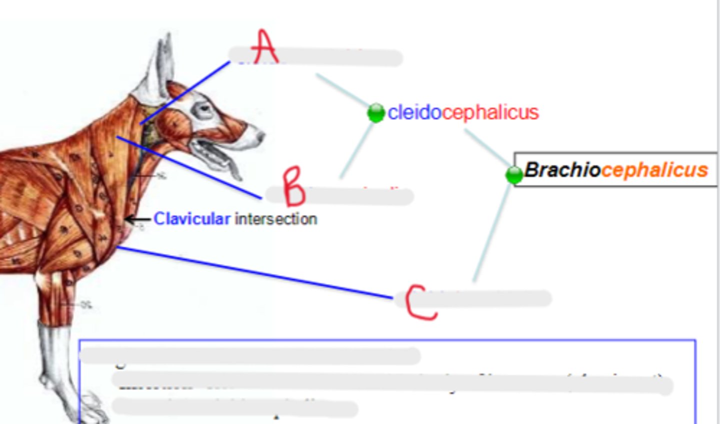 <p>What is C?</p>
