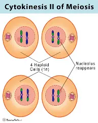 <p>4 haploid gametes produced </p>