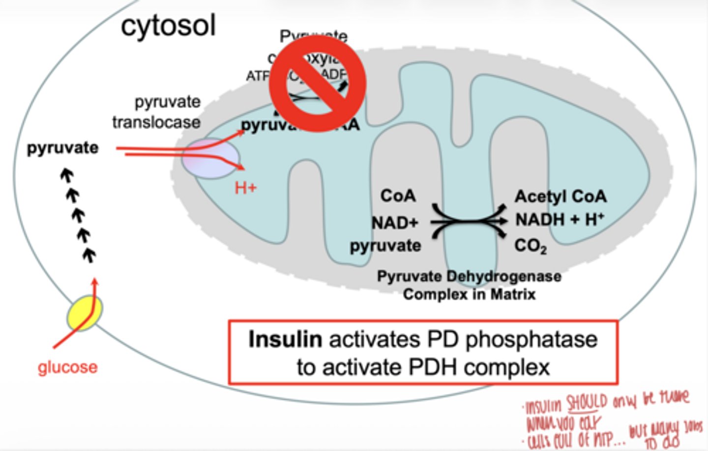 <p>activates pyruvate dehydrogenase phosphatase (PDP)</p><p>turns PDH on → promotes energy storage</p><p>**activates the pyruvate dehydrogenase (PDH) complex by removing inhibitory phosphate groups</p>