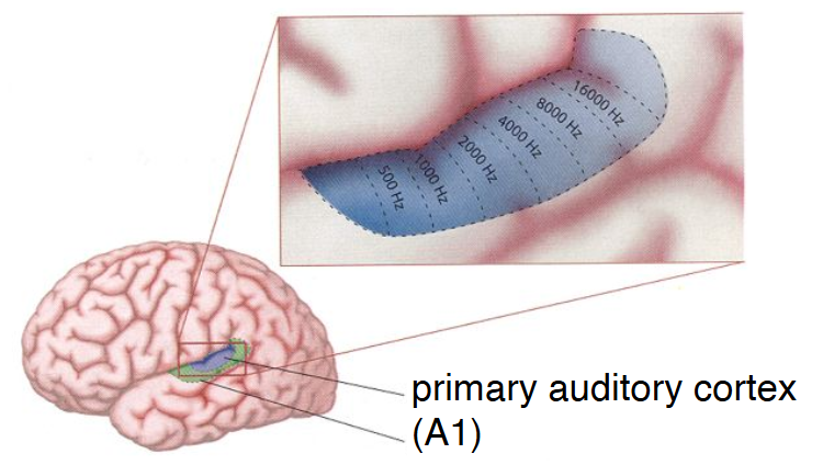 <p><span>Primary auditory cortex (A1) has</span></p>