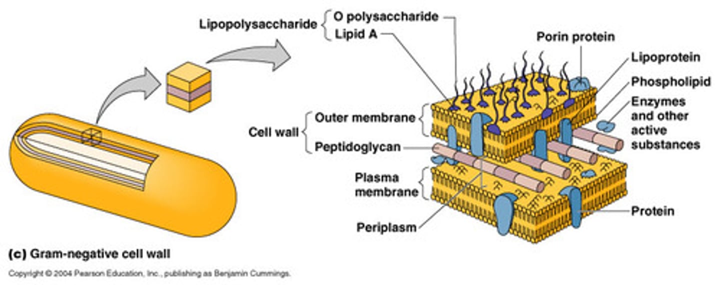 <p>Good growth, organism is not inhibited by crystal violet or bile</p>