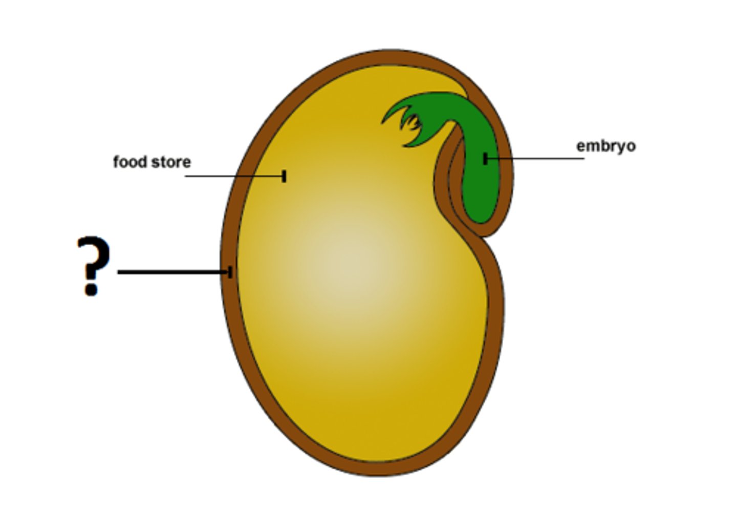 <p>What is the term used for this structure?</p>