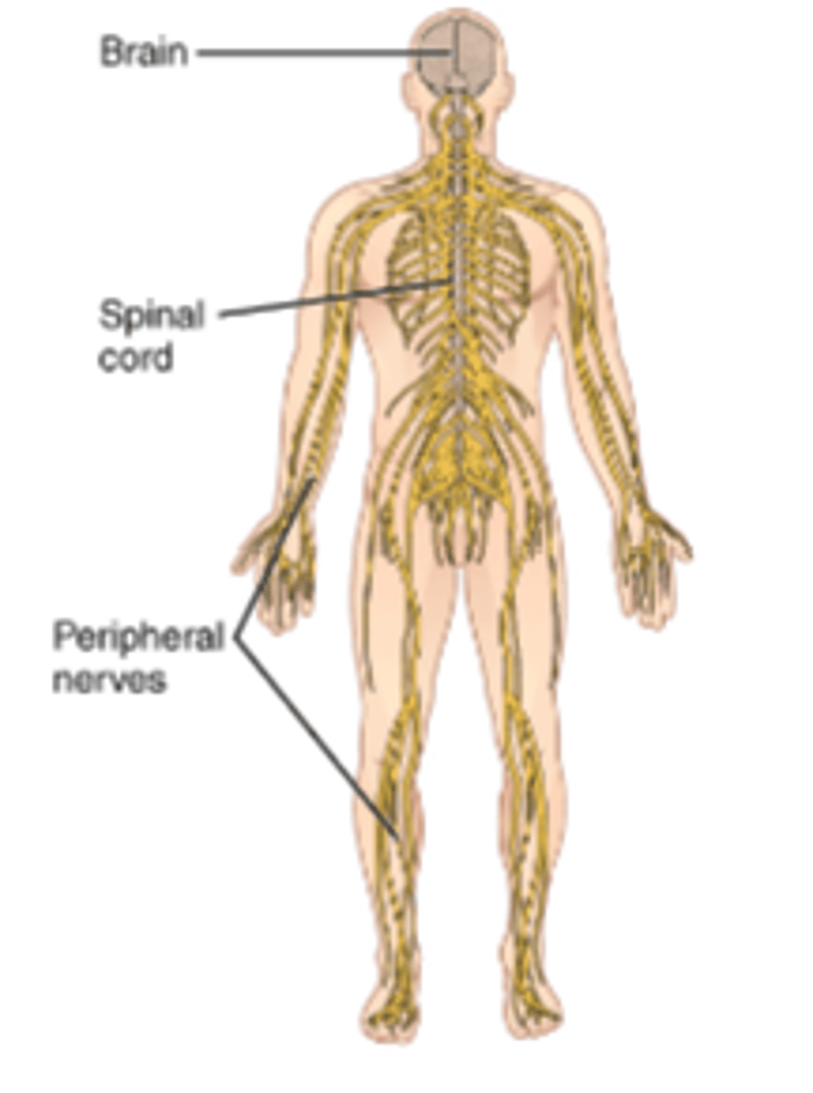 <p>send messages around body to coordinate actions</p>