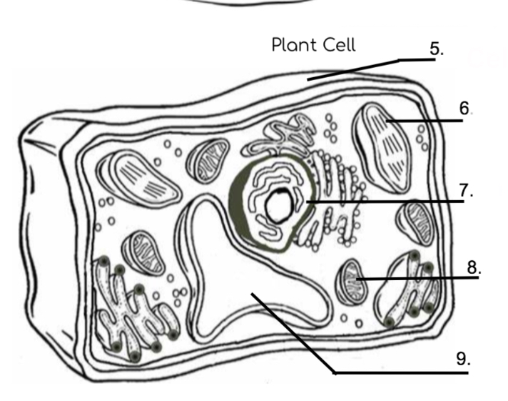 <p>What color is chloroplast?</p>