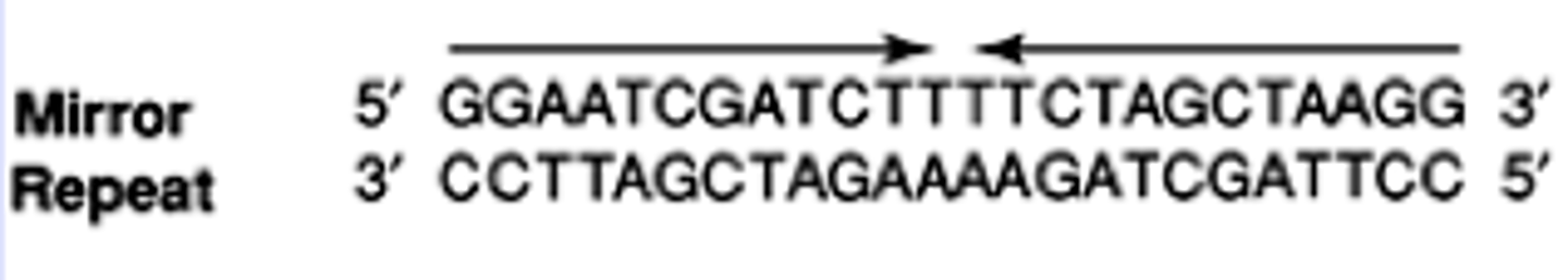 <p>moderately repetitive (repeat) DNA regions</p>
