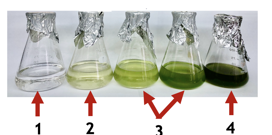 <p>identify the growth phases</p>