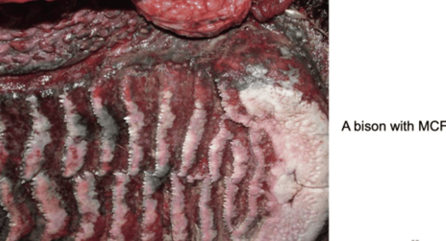 <p>- Highly pathogenic system disease (i.e. BVDV, Rinderprest, MCF, Bluetongue Virus)</p><p>- Normally they won't present with vesicles but rather extensive ulceration and hemorrhage/hyperemia</p>