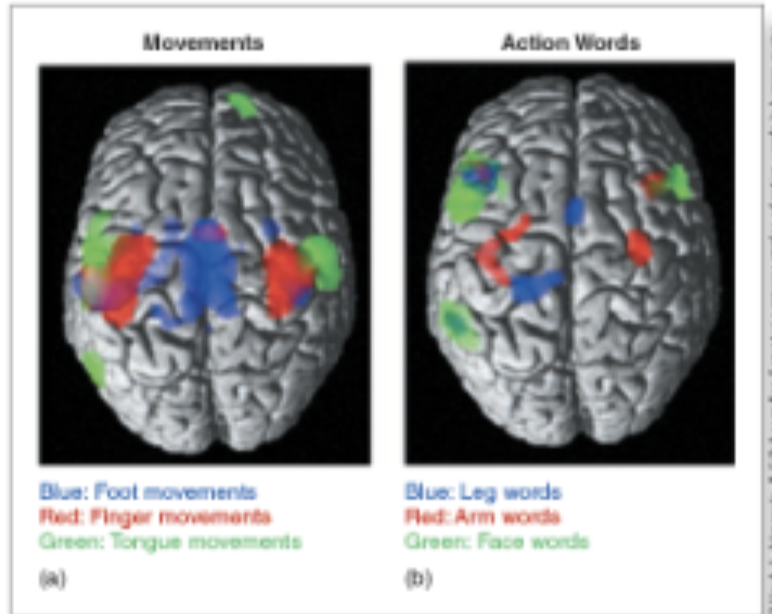Situation Model and Brain Activation Hauk et al. (2004) results. 