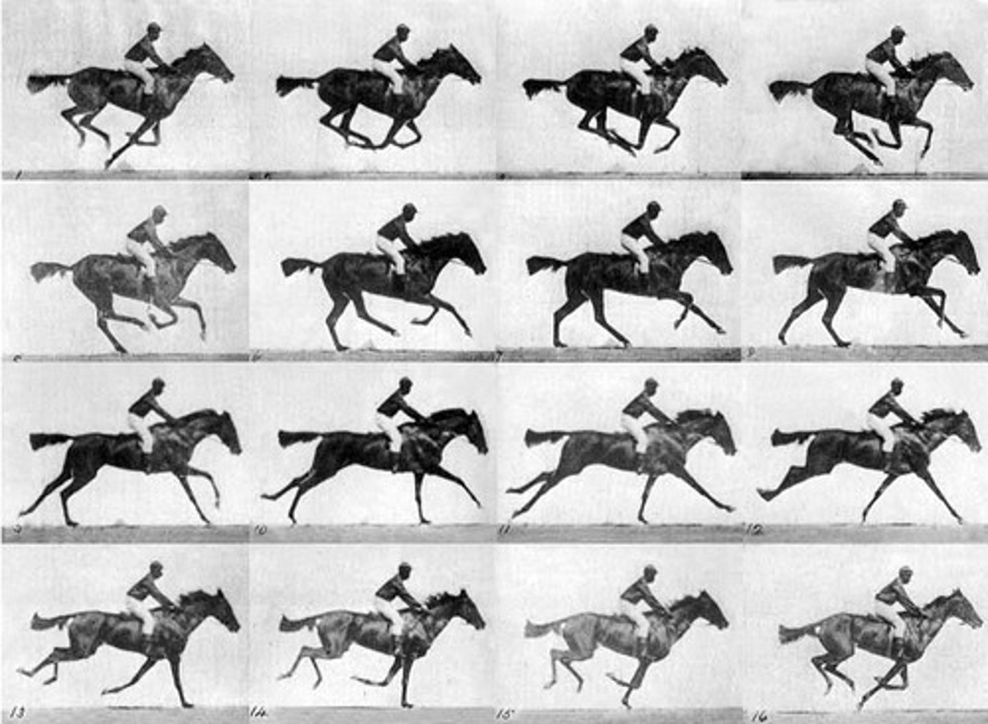 <p>Forelimbs and hindlimbs move in separate phases.</p><p>Occurs only in quadrupeds.</p><p>In a slow gallop (canter), limbs are slightly out of phase.</p><p>There is a true aerial phase.</p>